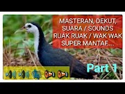 Terlengkap Suara Sounds Masteran Pikat Jerat Burung Ruak Ruak Atau Wak Wak Yang Bagus Part, Paling Seru!
