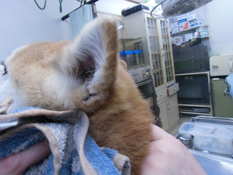 耳鼻科 診療ブログ