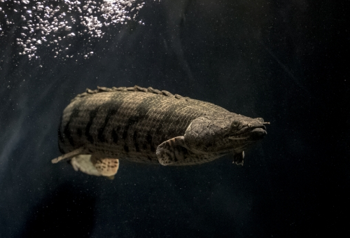ポリプテルス アンソルギーの特徴やサイズについて 熱帯魚 淡水魚 海水魚の図鑑