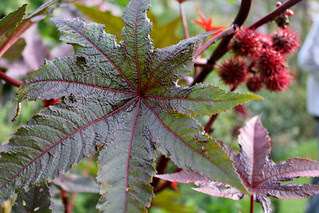 Ricinis leaf