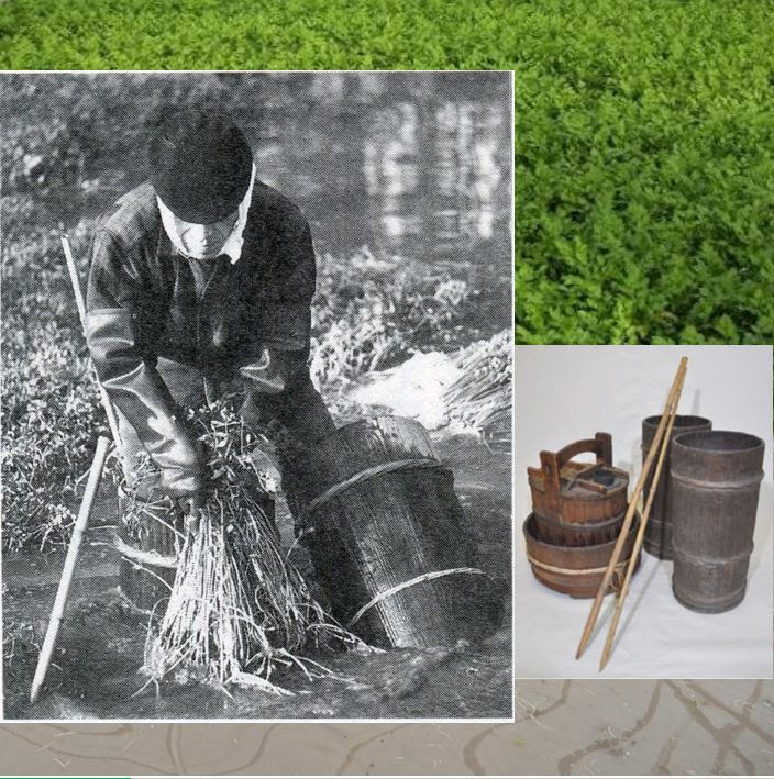 江戸東京野菜通信 大竹道茂の伝統野菜に関する情報ブログ 江戸から平成まで栽培されていた 足立の水セリ 簡単には復活できないその味も