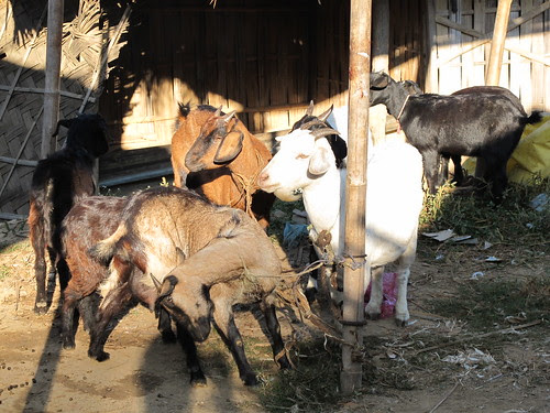 Live goats, Dilai Gate Sunday market