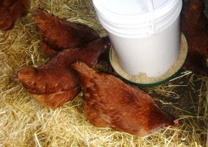 La Mangeoire Accessoire Indispensable à Mes Poules Meilleur