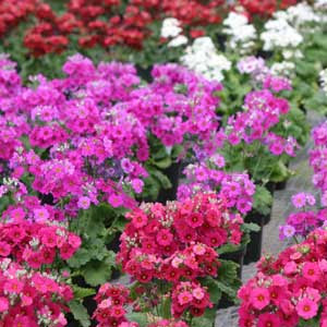 Our Favourite Winter Flowers Palmers Garden Centre