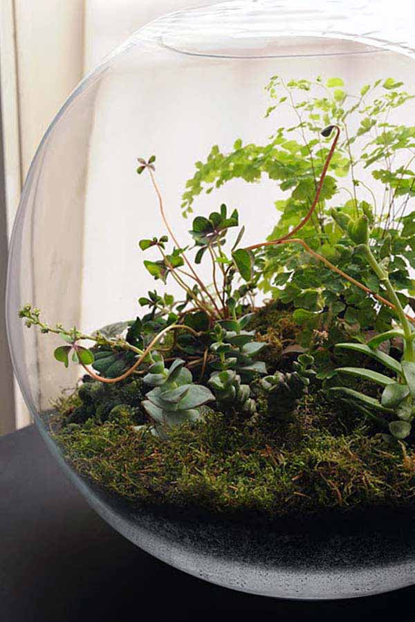 26 Mini Indoor Garden Ideas to Green Your Home - Amazing ...