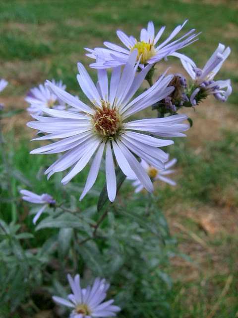 wildflower_near_psu