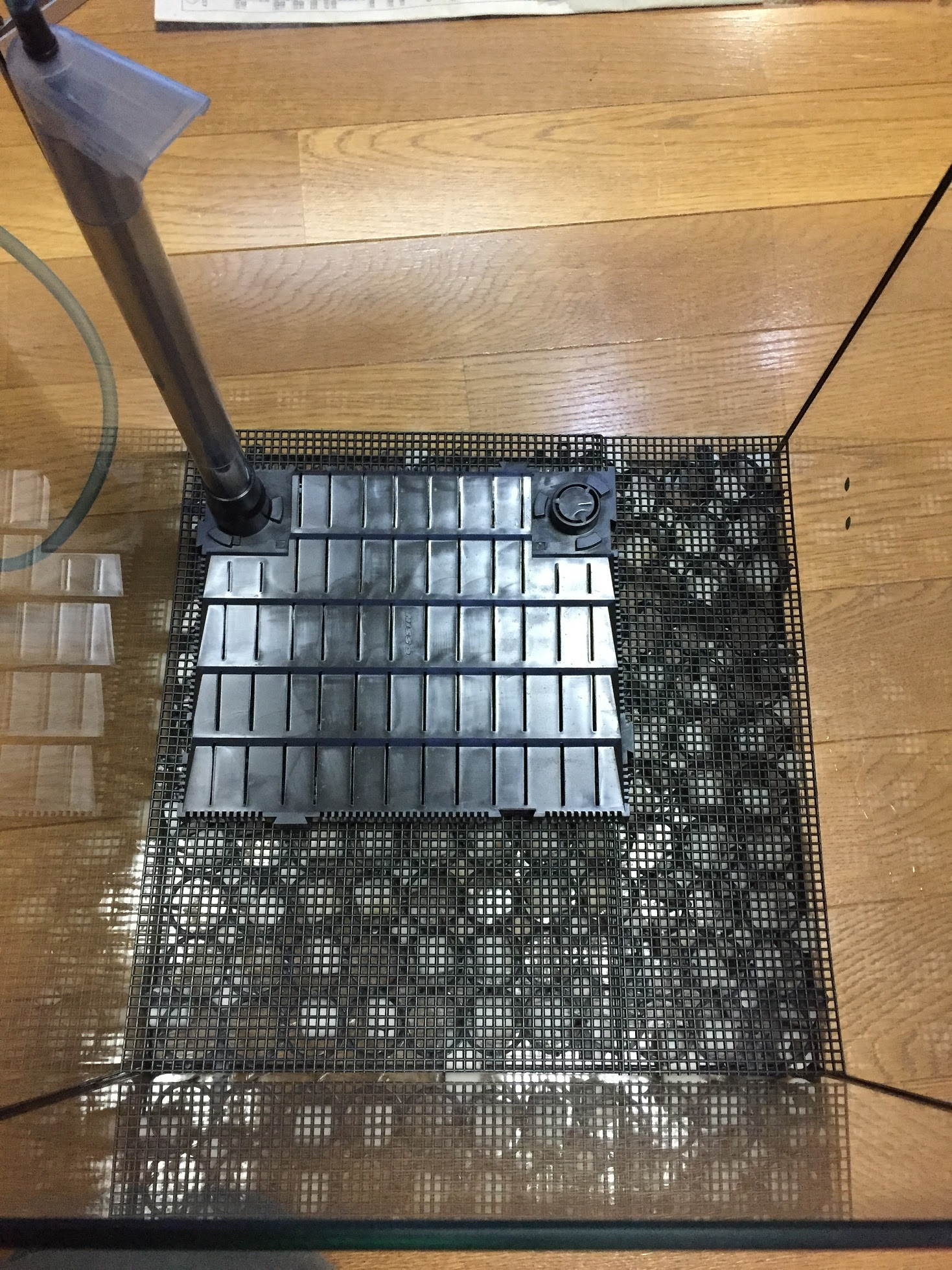底面フィルター アマゾニアで水槽を立ち上げてみた その２ ゞ 蒼のえび