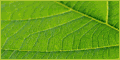 Revitol Anti Agine Solution