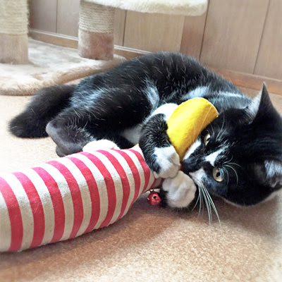 簡単ソーイングで 猫ちゃん大好き けりぐるみ わんにゃんうぇぶ ペットと一緒に暮らせる住まいが もっと身近になるように 住まいをよく知る不動産広告会社が所沢から発信