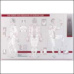 Points + Merdians Of Acupuncture 23