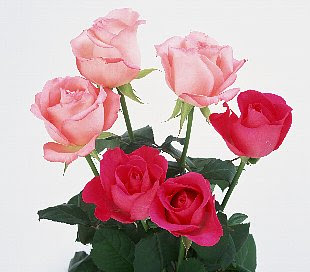６月１７日の誕生花は ピンクのバラ 366日 誕生花の辞典 誕生日の花言葉の図鑑