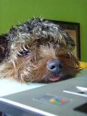 lazy pari's head on table