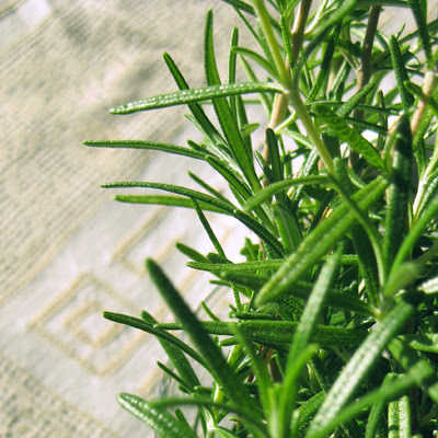 rosemary