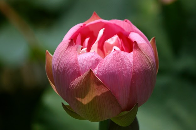 蓮 ハス の花の蕾 照片共享頁面 攝影藏