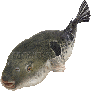 虎河豚 トラ フグのイラスト 条件付フリー素材集