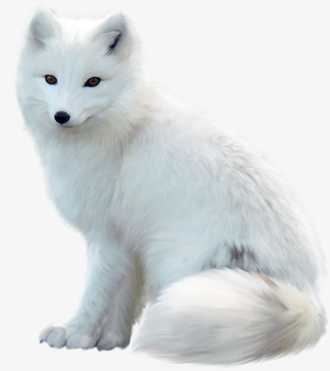 drawing fox arctic ååºç½(å¾çç¼å·6553334) é«æ¸å¡éæç»png ç½è²çç¸ç´ æå¾çåè´¹ä¸è½½
