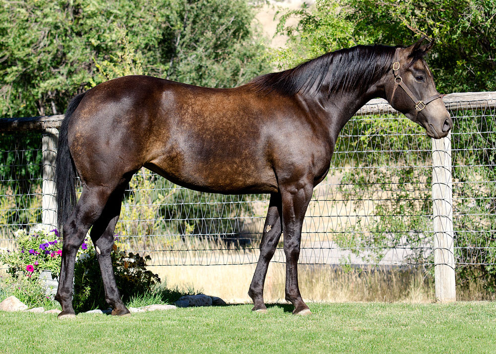 reining horses for sale california