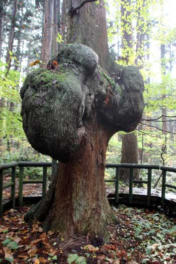 天然秋田スギの森 コブ杉 上大内沢山村広場 あきた森づくり活動サポートセンター