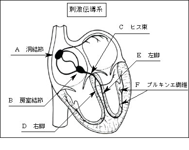 動悸 不整脈について