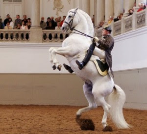 Cavalos