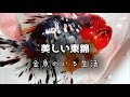 美しい 金魚 尾びれ 205095