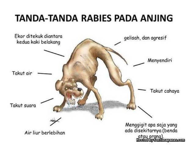 penyakit anjing gila