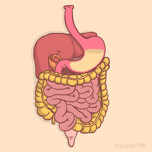 Which Organs Play A Role