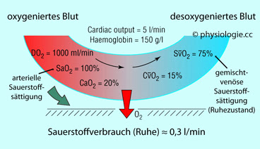 Physiologie Sauerstofftransport Und Anpassung