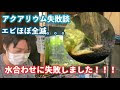 ++ 50 ++ ミナミヌマエビ 水合わせ 成功 325130-ミナミヌマエビ 水合わせ 成功