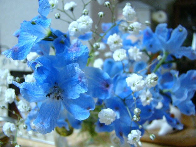小さな青い花 写真共有サイト フォト蔵