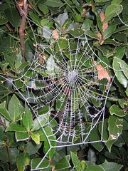 frost spiderweb