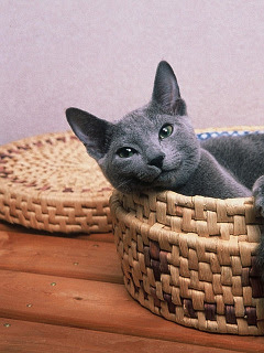 ねこ 入り込みロシアン ブルー の待ち受け画像 壁紙 動物 パラダイス