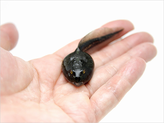 ツノガエル オタマジャクシ ツノガエルのブリーダーnuance 飼育 販売