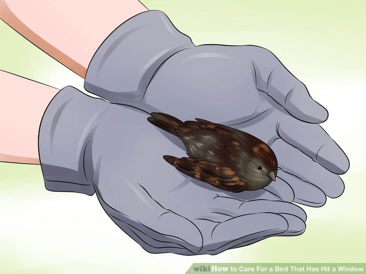 Care for a Bird That Has Hit a Window Step 5 Version 2.jpg