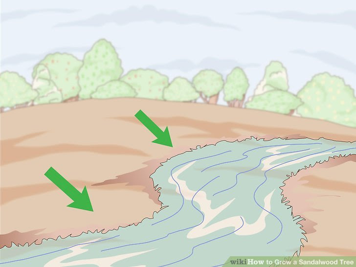 Grow a Sandalwood Tree Step 2.jpg