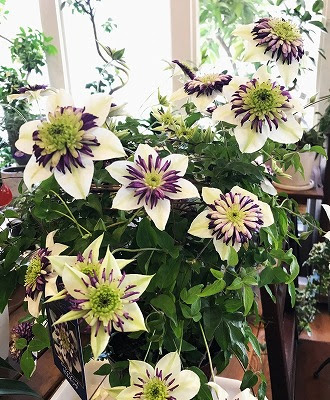 母の日 花鉢 クレマチス ビエネッタの裏の顔は Blog Florista Asaki