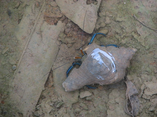 Blue stripped hermit crab