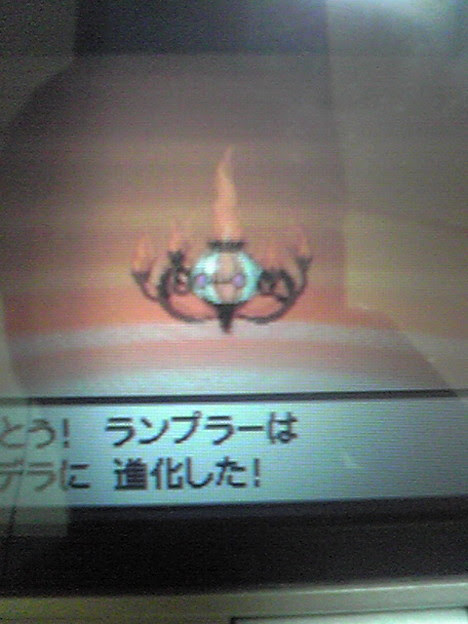 最も選択された シャンデラ 壁紙 ただ素晴らしい花