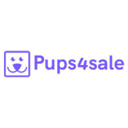 English Springer Spaniel