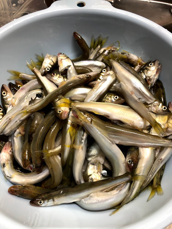 芹川コアユ釣り134匹 謎のジョギングおじさん
