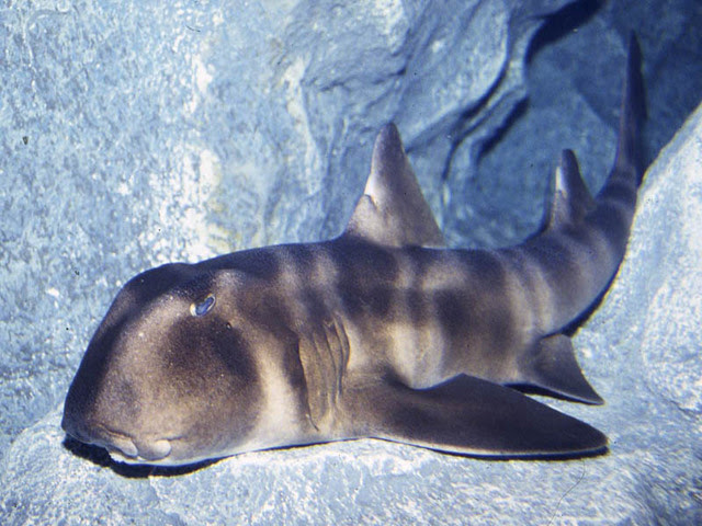 ネコザメ いきもの図鑑 Zoo Can Dream Project