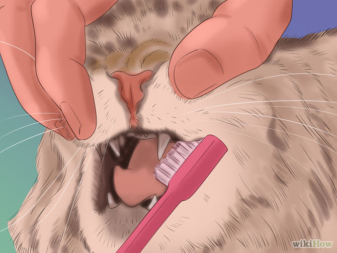 Take Care of a Cat Step 21.jpg