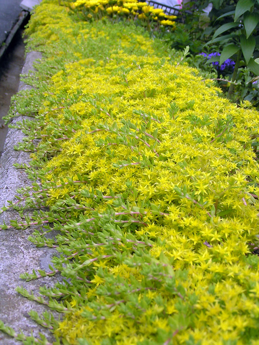 ツルマンネングサ 植物写真鑑