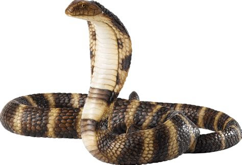 cobra png transparent background images     png