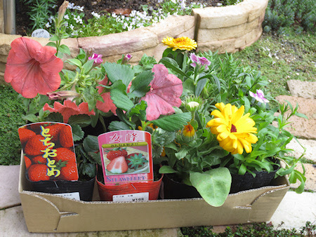 カインズ福岡新宮店 Berry Herb Garden