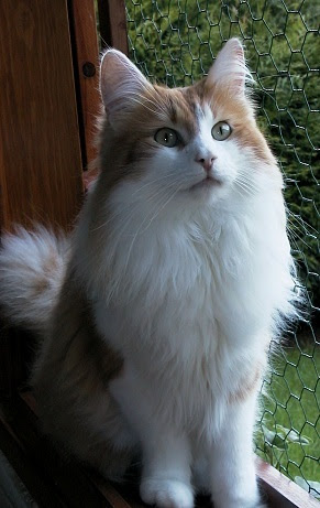 Angoras Turcs Chatterie De La Plume D Argent