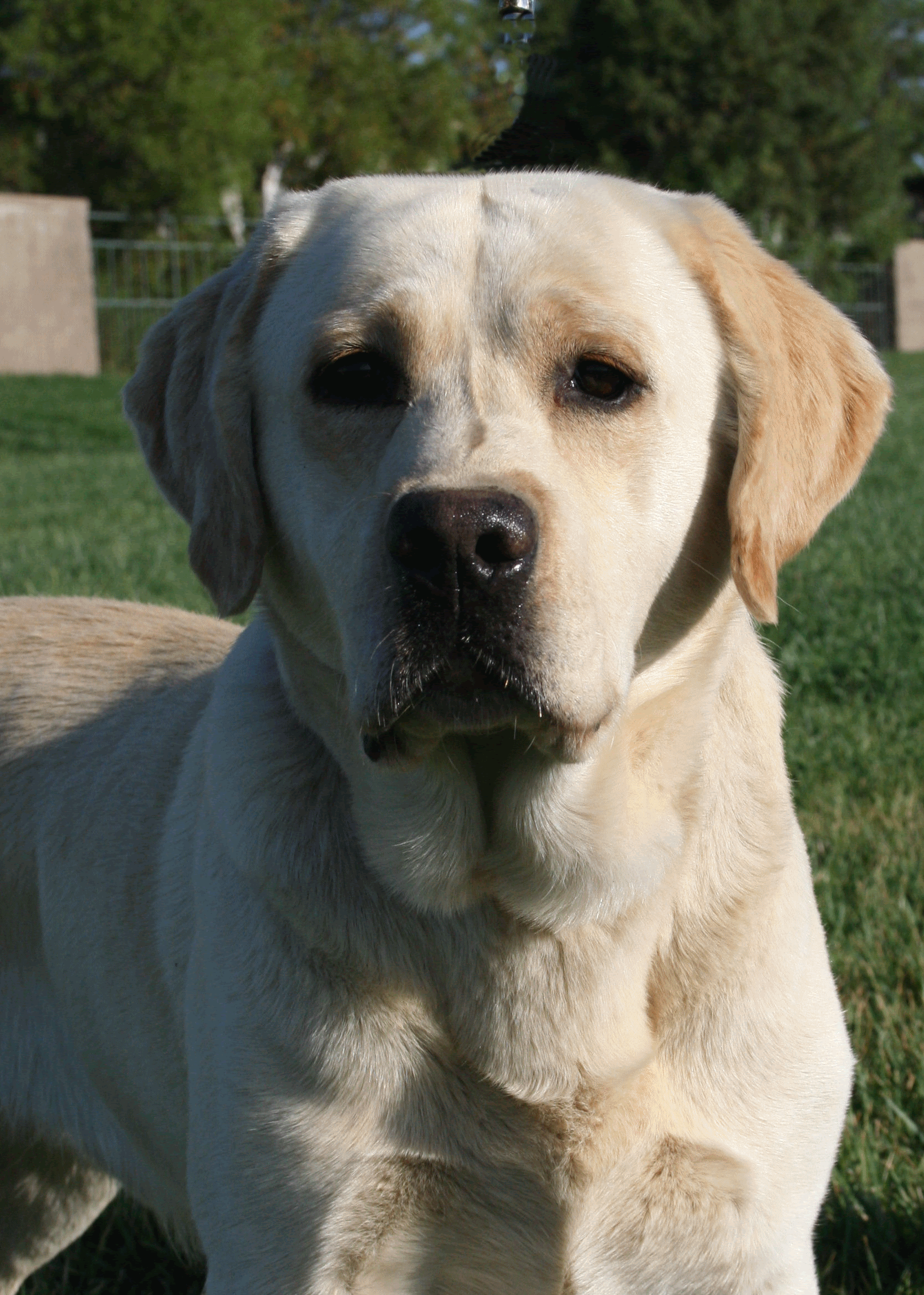English Yellow Labrador Retriever