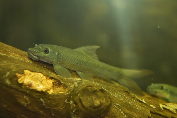 さかな紹介 静岡市の熱帯魚専門店 大型魚 古代魚 珍魚 World Rivers