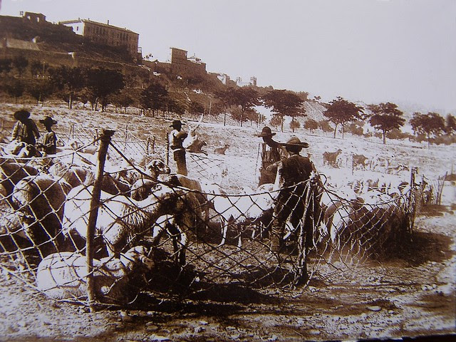 Pastores en Toledo. Fotografía de D. Pedro Román Martínez