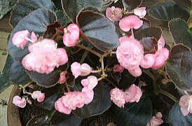 ハンギングバスケット ハンギングバスケットを作って花いっぱい